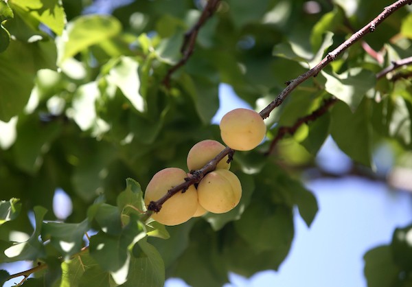 موسم حصاد المشمش في سلفيت 15.jpg