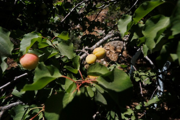 موسم حصاد المشمش في سلفيت 2.jpg