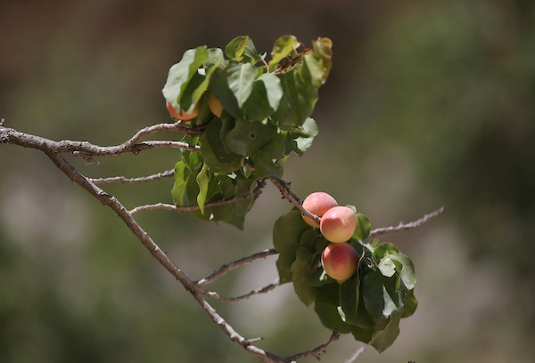 موسم حصاد المشمش في سلفيت 13.jpg