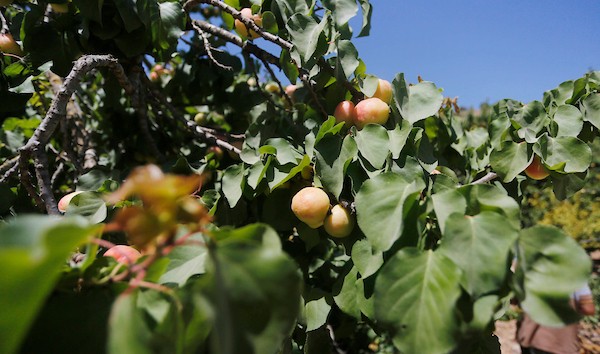 موسم حصاد المشمش في سلفيت 17.jpg