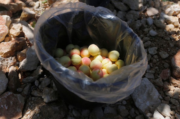 موسم حصاد المشمش في سلفيت 8.jpg