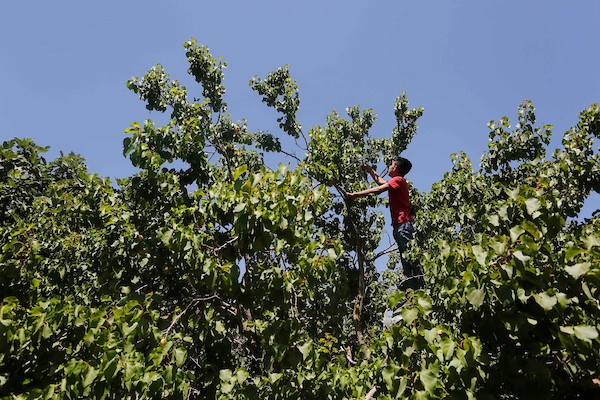 موسم حصاد المشمش في سلفيت 1.jpg