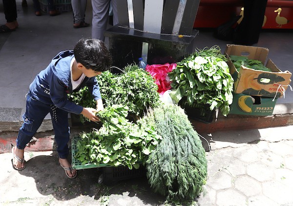 الطفل الكحلوت ينادي البقدونس والروكا لبيعها بمدينة غزة 3.jpg