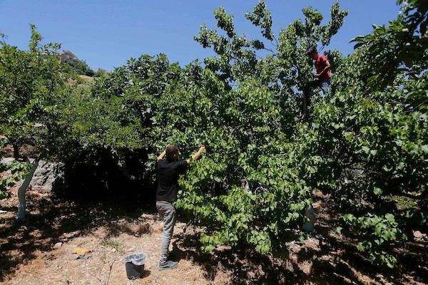 موسم حصاد المشمش في سلفيت.jpg