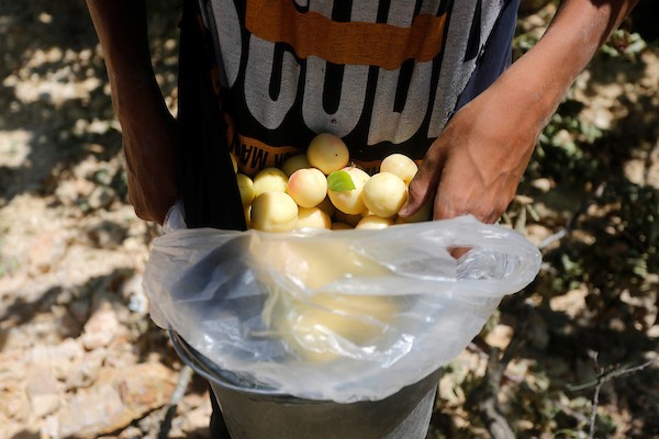 موسم حصاد المشمش في سلفيت 9.jpg