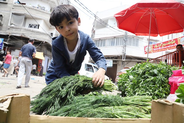الطفل الكحلوت ينادي البقدونس والروكا لبيعها بمدينة غزة 16.jpg