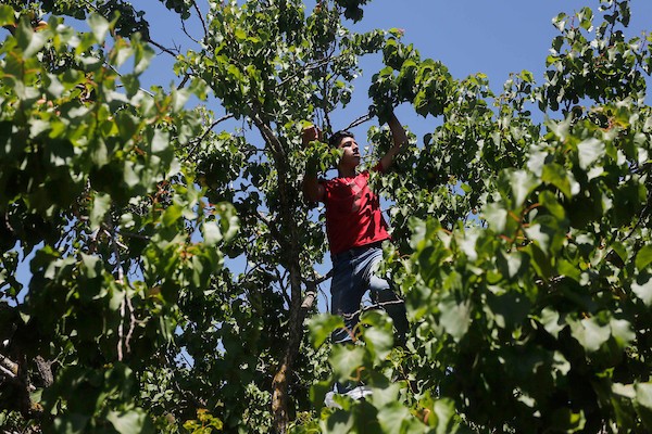 موسم حصاد المشمش في سلفيت 4.jpg