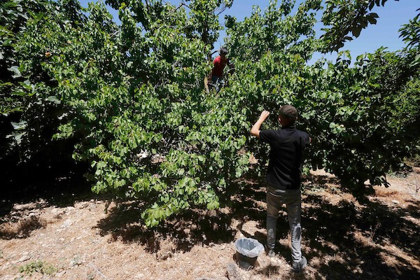 موسم حصاد المشمش في سلفيت 10.jpg