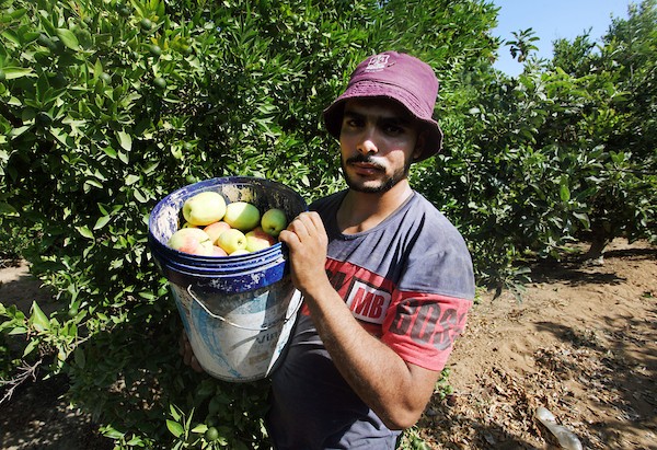 حصاد التُفاح اللهواني 4.jpg
