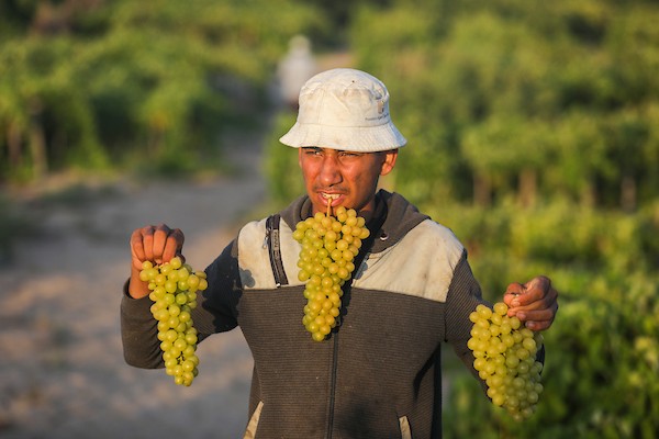 مزارعون فلسطينيون يقطفون العنب خلال موسم الحصاد في مدينة غزة 9.jpg