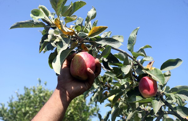 حصاد التُفاح اللهواني22.jpg