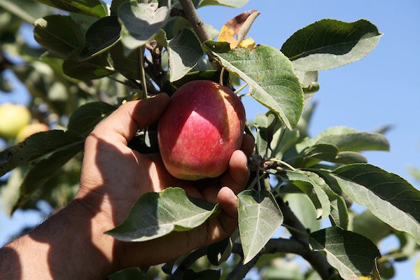 حصاد التُفاح اللهواني 42.jpg