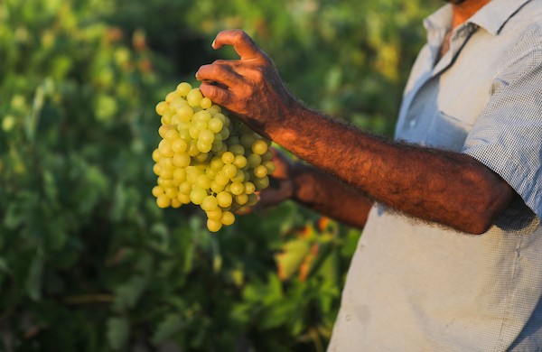 مزارعون فلسطينيون يقطفون العنب خلال موسم الحصاد في مدينة غزة 2.jpg