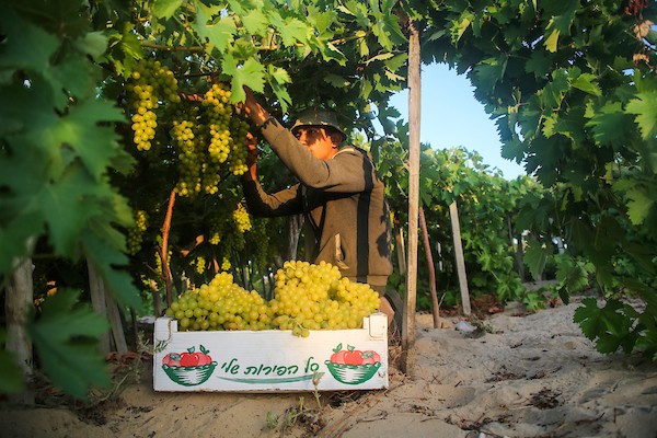 مزارعون فلسطينيون يقطفون العنب خلال موسم الحصاد في مدينة غزة.jpg
