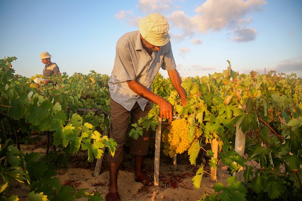 مزارعون فلسطينيون يقطفون العنب خلال موسم الحصاد في مدينة غزة 22.jpg