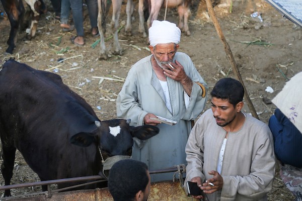 مصريون يشترون الأضاحي من سوق المواشي في الجيزة 6(2).jpg