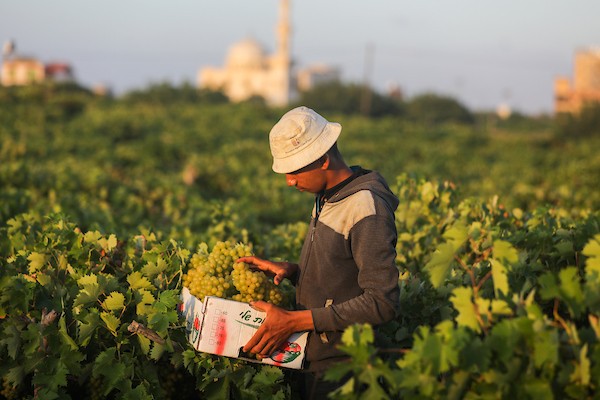 مزارعون فلسطينيون يقطفون العنب خلال موسم الحصاد في مدينة غزة 5.jpg