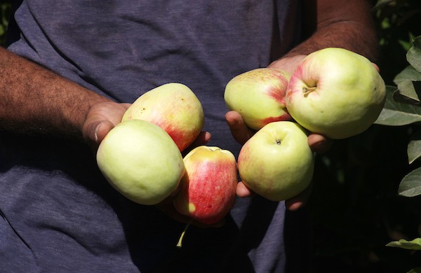 حصاد التُفاح اللهواني 47.jpg