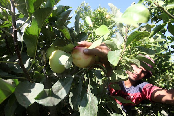 حصاد التُفاح اللهواني 13.jpg