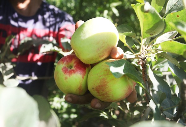 حصاد التُفاح اللهواني 31.jpg