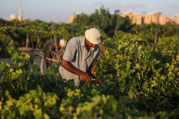 مزارعون فلسطينيون يقطفون العنب خلال موسم الحصاد في مدينة غزة 8.jpg