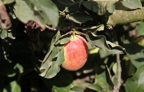 حصاد التُفاح اللهواني24.jpg