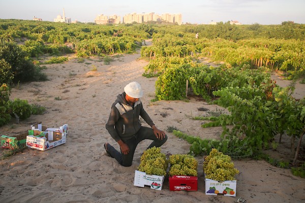 مزارعون فلسطينيون يقطفون العنب خلال موسم الحصاد في مدينة غزة 14.jpg