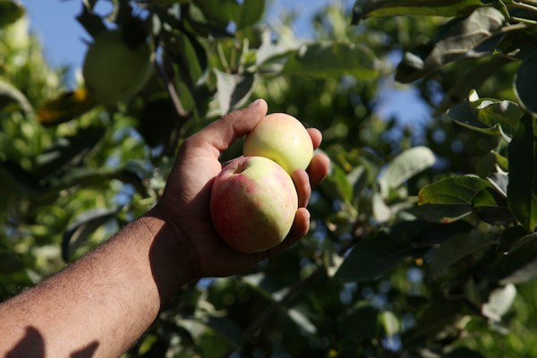 حصاد التُفاح اللهواني 35.jpg