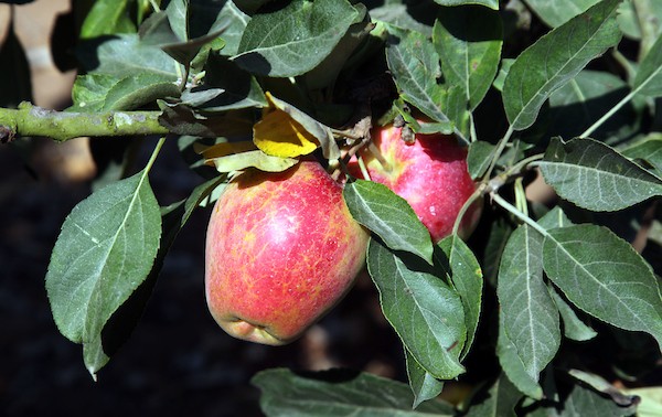 حصاد التُفاح اللهواني 32.jpg