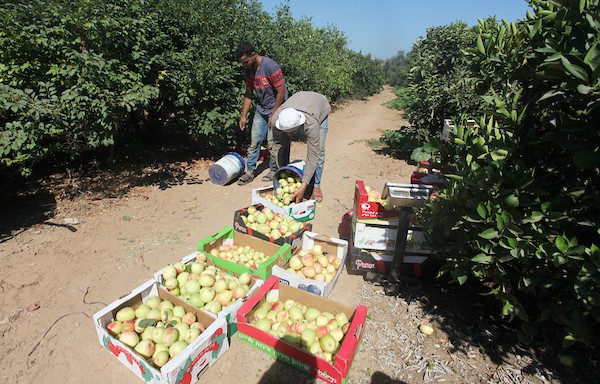 حصاد التُفاح اللهواني 11.jpg