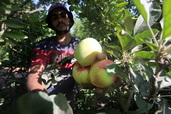 حصاد التُفاح اللهوان42.jpg