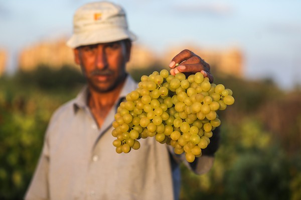 مزارعون فلسطينيون يقطفون العنب خلال موسم الحصاد في مدينة غزة 1.jpg