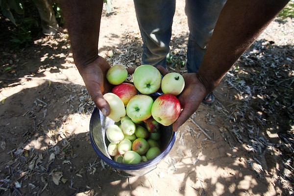 حصاد التُفاح اللهواني 22.jpg
