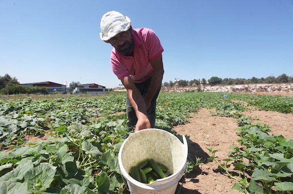 تواضع موسم حصاد الخيار خلال فصل الصيف يشكل معاناة للمزارعين في غزة 5.jpg