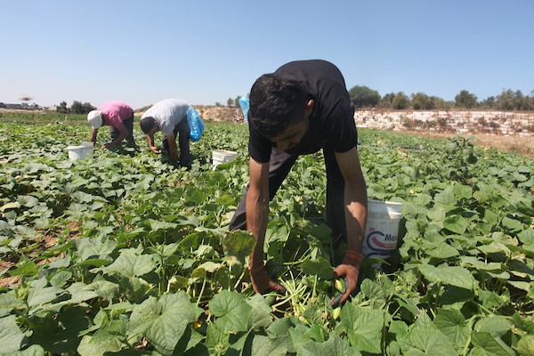 تواضع موسم حصاد الخيار خلال فصل الصيف يشكل معاناة للمزارعين في غزة 12.jpg
