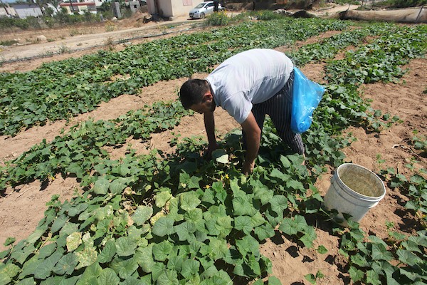 تواضع موسم حصاد الخيار خلال فصل الصيف يشكل معاناة للمزارعين في غزة 6.jpg