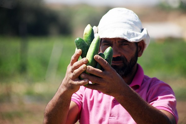 تواضع موسم حصاد الخيار خلال فصل الصيف يشكل معاناة للمزارعين في غزة 2.jpg