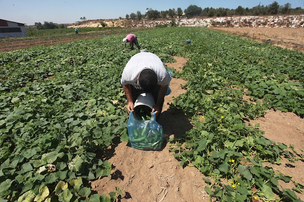 تواضع موسم حصاد الخيار خلال فصل الصيف يشكل معاناة للمزارعين في غزة 7.jpg