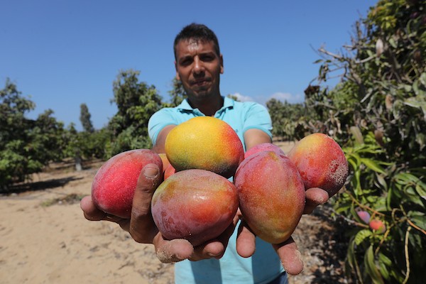 موسم حصاد المانجا.. فرصة عمل مؤقتة لمئات المزارعين في مدينة غزة.jpg