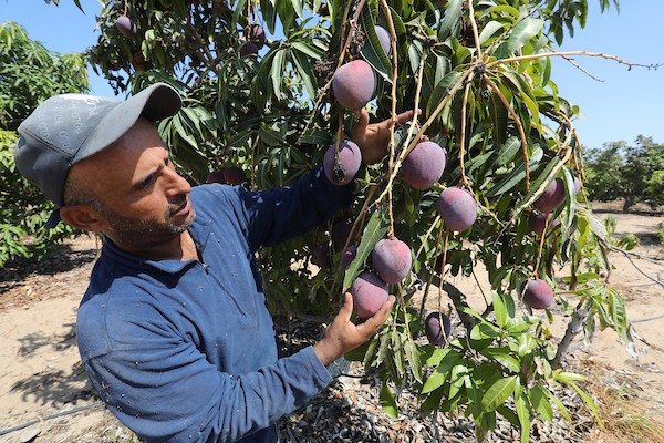 موسم حصاد المانجا.. فرصة عمل مؤقتة لمئات المزارعين في مدينة غزة 21.jpg