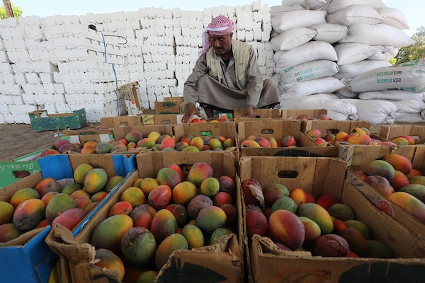 موسم حصاد المانجا.. فرصة عمل مؤقتة لمئات المزارعين في مدينة غزة 14.jpg