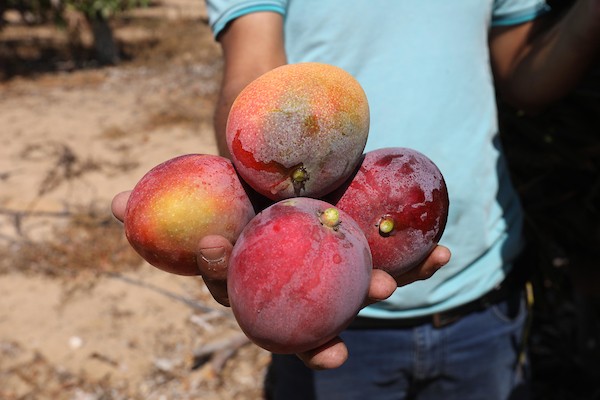 موسم حصاد المانجا.. فرصة عمل مؤقتة لمئات المزارعين في مدينة غزة 20.jpg