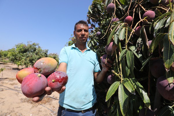 موسم حصاد المانجا.. فرصة عمل مؤقتة لمئات المزارعين في مدينة غزة 19.jpg