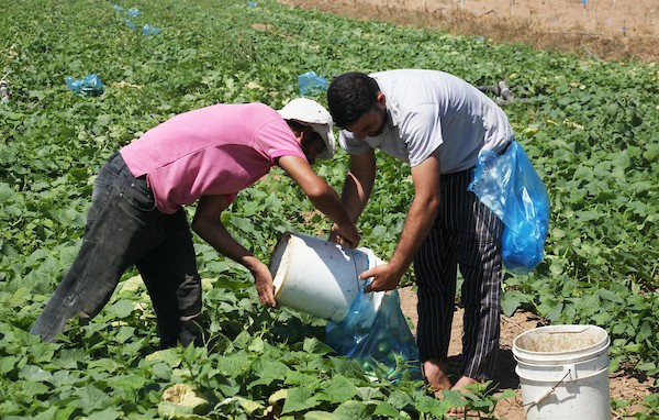 تواضع موسم حصاد الخيار خلال فصل الصيف يشكل معاناة للمزارعين في غزة 21.jpg