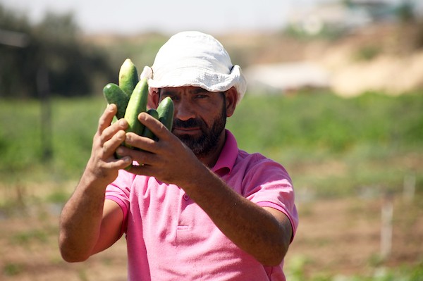 تواضع موسم حصاد الخيار خلال فصل الصيف يشكل معاناة للمزارعين في غزة.jpg