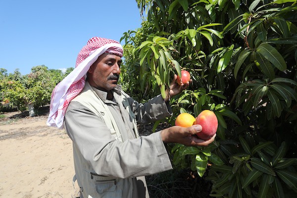 موسم حصاد المانجا.. فرصة عمل مؤقتة لمئات المزارعين في مدينة غزة 15.jpg