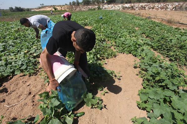 تواضع موسم حصاد الخيار خلال فصل الصيف يشكل معاناة للمزارعين في غزة 16.jpg