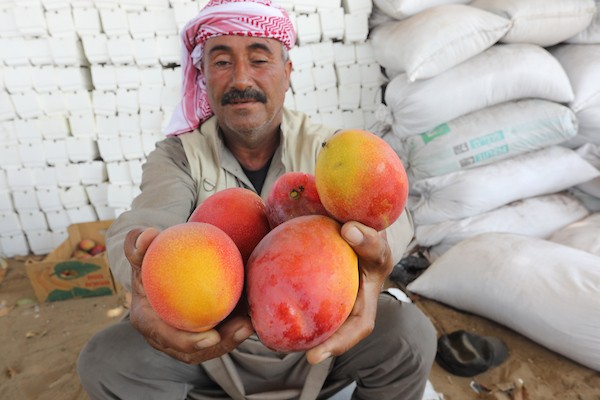 موسم حصاد المانجا.. فرصة عمل مؤقتة لمئات المزارعين في مدينة غزة 11.jpg