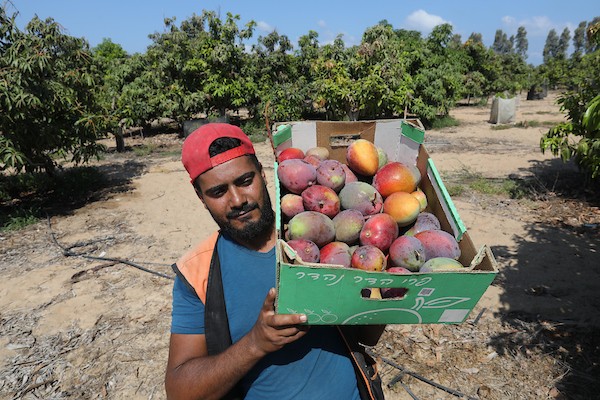 موسم حصاد المانجا.. فرصة عمل مؤقتة لمئات المزارعين في مدينة غزة 16.jpg
