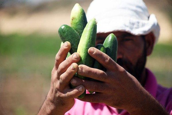 تواضع موسم حصاد الخيار خلال فصل الصيف يشكل معاناة للمزارعين في غزة 4.jpg
